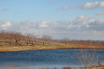 orchard pond