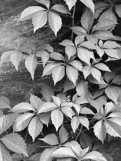 virginia creeper
