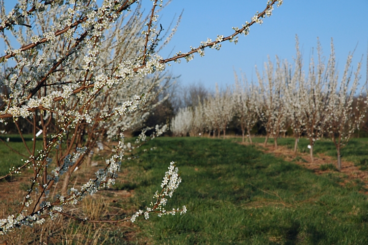 plum trees