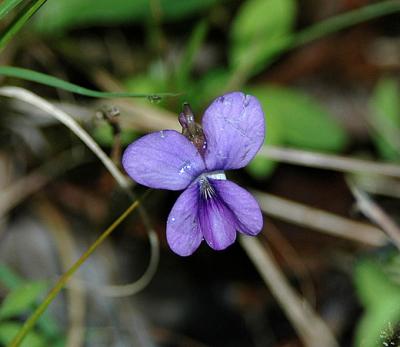 Violet, Common Blue