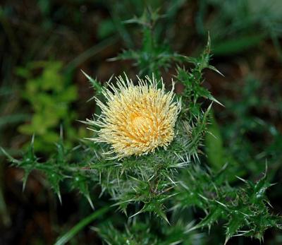 Thistle, Yellow