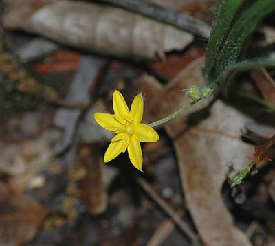 Yellow Star Grass