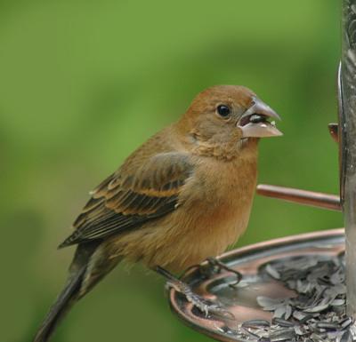Female