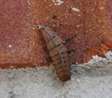 Net-winged Beetle Nymph