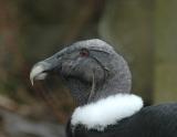 Andean Condor