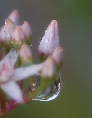 u13/lesliec/medium/38415878._MG_1373raindropbouquet.jpg