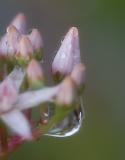 Raindrop Bouquet