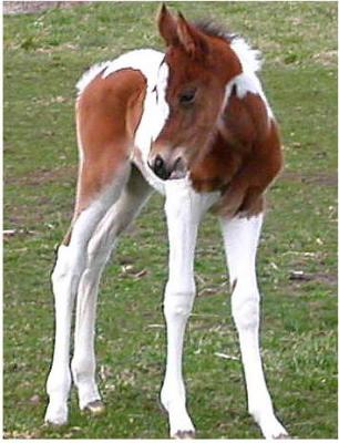 foal11.jpg