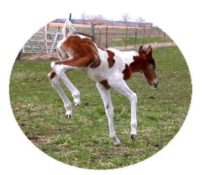 foal12.jpg