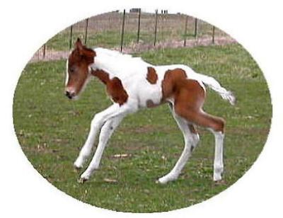 foal13.jpg
