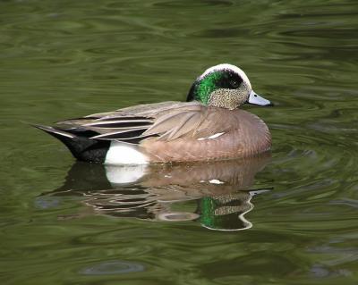 am wigeon 2.jpg