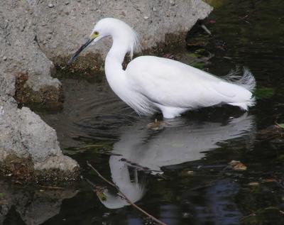 snowy reflection.jpg