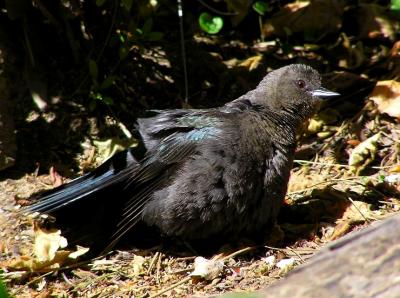 sunbathing_blackbird