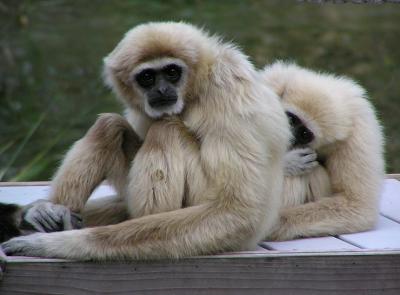 u13/lesliej/medium/42583047.langurs2.jpg