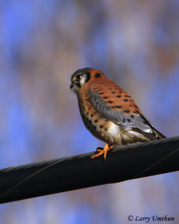 American Kestrel