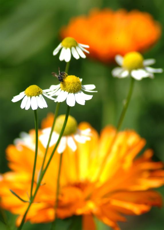 Can-U-find-Bee.jpg