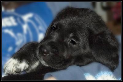 Aylmer - 5 weeks