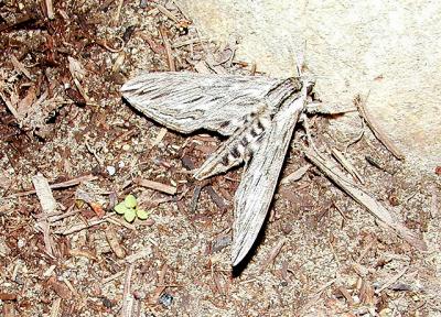 Canadian Sphinx Moth