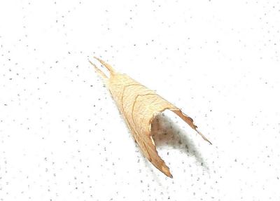 Two-lined Hooktip (Drepana bilineata)