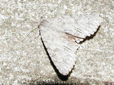 u13/lilwings/medium/3340103.723mothid7.jpg