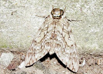 Waved Sphinx (Ceratomia undulosa)