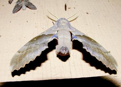 Big Poplar Sphinx Moth (or Modest Sphinx- Pachysphinx modesta)