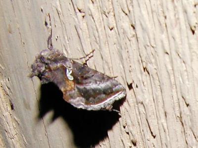 Autographa pseudogramma [Noctuidae , Plusiinae]