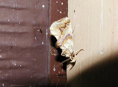 Moonseed Moth (Plusiodonta compressipalpis)