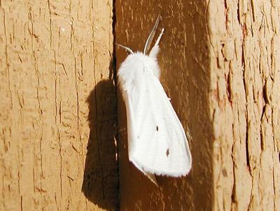 Virginian Tiger Moth or Yellow Bear Moth (Spilosoma virginica)