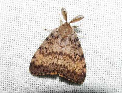 Gypsy Moth (Lymantria dispar)