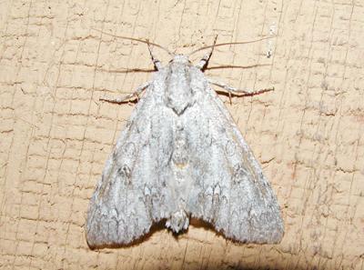 u13/lilwings/medium/3435251.728mothid11.jpg