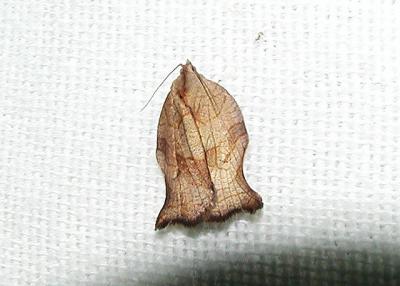 Oblique-banded Leafroller Moth (Choristoneura rosaceana)