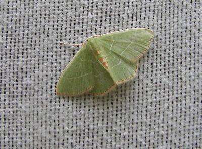  Red Bordered Emerald (Nemoria lixaria) [Geometridae , Geometrinae]