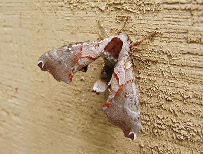 One-eyed Sphinx Moth (Smerinthus cerisyi)