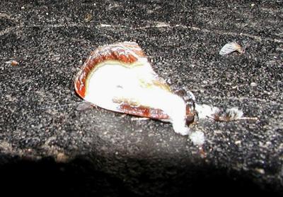 Beautiful Wood Nymph (Eudryas grata)