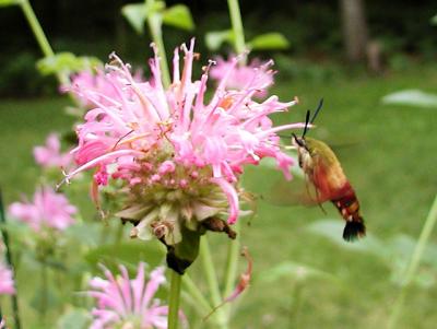 Hummingbird Clearwing (Hemaris thysbe)