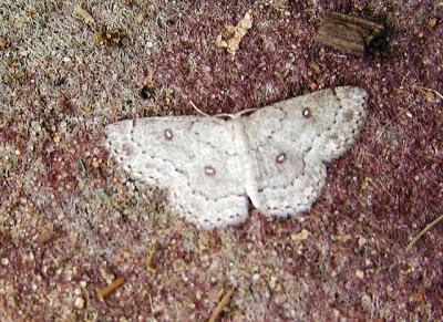 Sweetfern Geometer (Cyclohora pendulinaria)