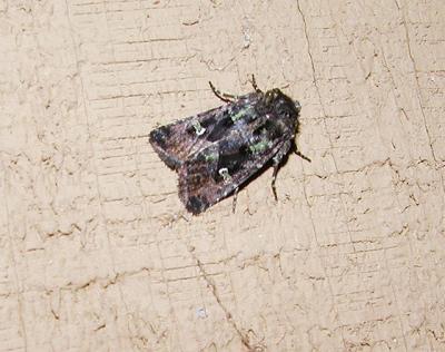 Bristly Cutworm Moth( Lacinipolia renigera) {Hadenine}