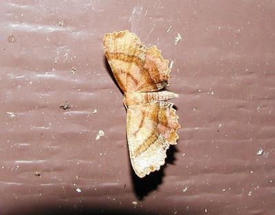Scallop Moth (Cepphis armataria)