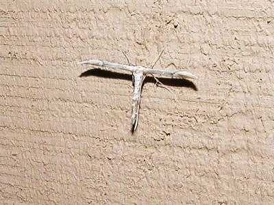 Plume moth- Platyptilia carduidactyla