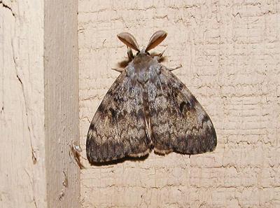 Gypsy Moth (Lymantria dispar)