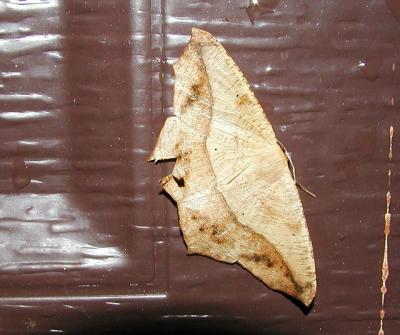 Large Maple Spanworm Moth (Prochoerodes transversata) [Geometridae , Ennominae , Ourapterygini]
