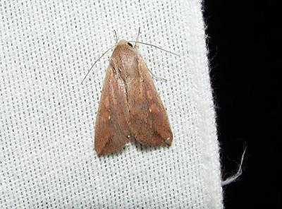 Armyworm Moth (Pseudaletia unipuncta)[Noctuidae , Hadeninae , Hadenini]