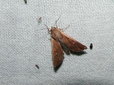 Armyworm Moth (Pseudaletia unipuncta)
