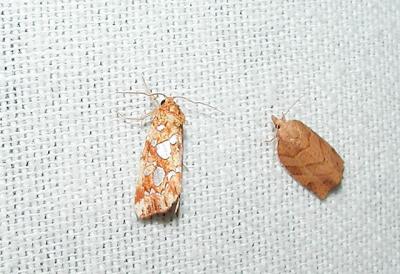 Silver-spotted Fern moth (Callopistria cordata) on left- Spotted Fireworm moth on right (Choristoneura rosaceana)