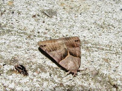 Forage Looper Moth (Caenurgina erechtea)