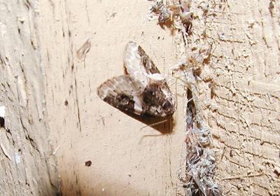 Pink-barred Lithacodia (Lithacodia carneola)