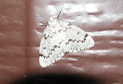 False Hemlock Looper Moth (Nepytia canosaria)