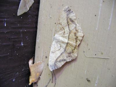 left: White Dotted Prominent (Nadata gibbosa ) right: Large Maple Spanworm Moth (Prochoerodes transversata)