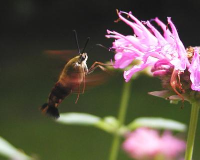 Hummingbird Clearwing (Hemaris thysbe)